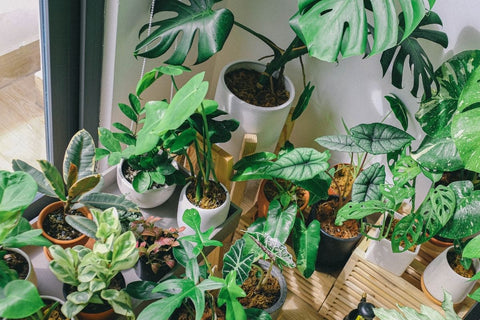 new plants for natural home decor hong kong