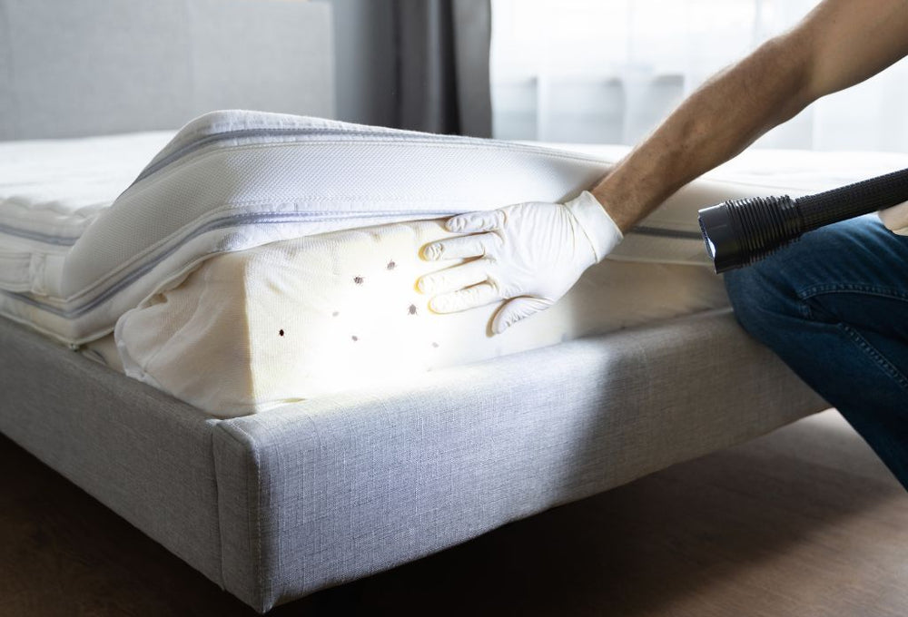 如何檢查床蝨:快速指南