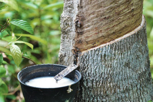 Extraction of natural latex from a rubber tree