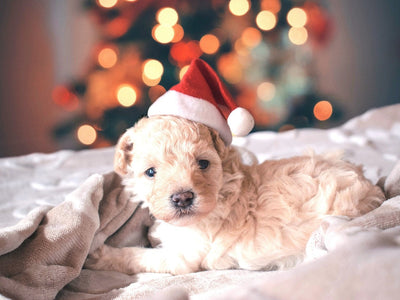 聖誕快樂 | Hush Home