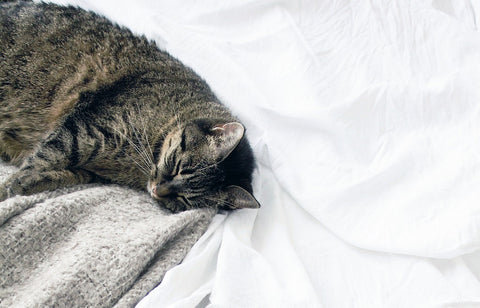 午後小睡 | Hush Home