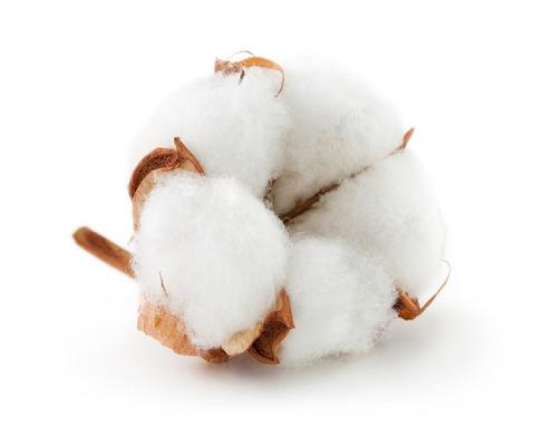 用於床單的棉花