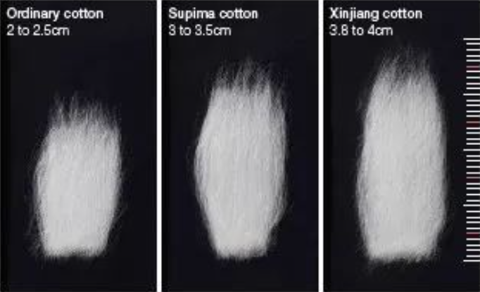 American PIMA cotton and Xinjiang long-staple cotton
